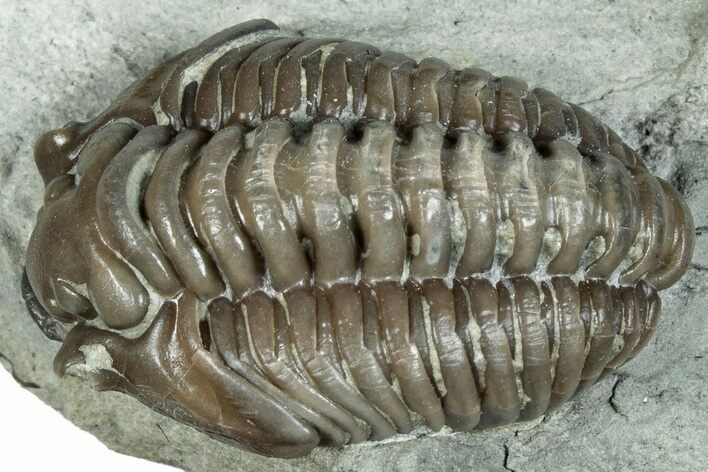 Curled Flexicalymene Trilobite Fossil - Indiana #287638